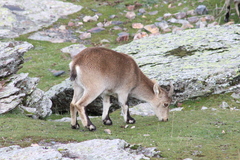Capra pyrenaica victoriae