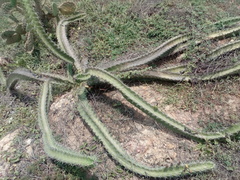 Stenocereus standleyi