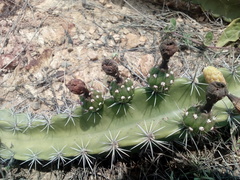 Stenocereus standleyi