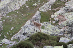 Capra pyrenaica victoriae
