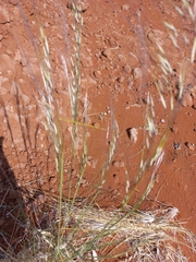 Stipagrostis ciliata var. capensis image