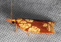 Cenopis ferreana
