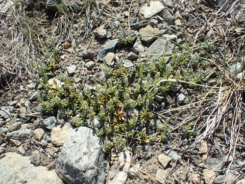 Image of Evergreen Everlasting (Antennaria suffrutescens) by (c) Justin Paulin, some rights reserved (CC BY)