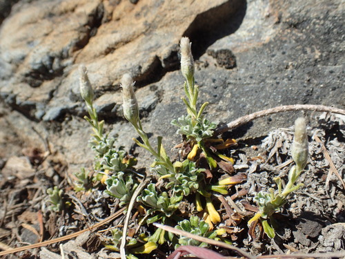 Image of Antennaria suffrutescens by (c) Justin Paulin, some rights reserved (CC BY)