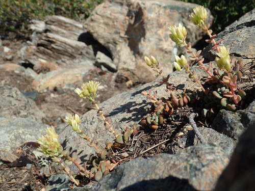 Image of Sedum flavidum by (c) Justin Paulin, some rights reserved (CC BY)