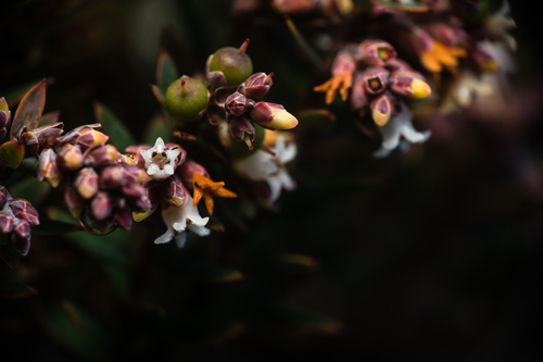 Acrothamnus suaveolens (Acrothamnus suaveolens)