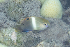 Chrysiptera biocellata