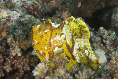 Taenianotus triacanthus