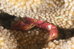 Trapezia rufopunctata