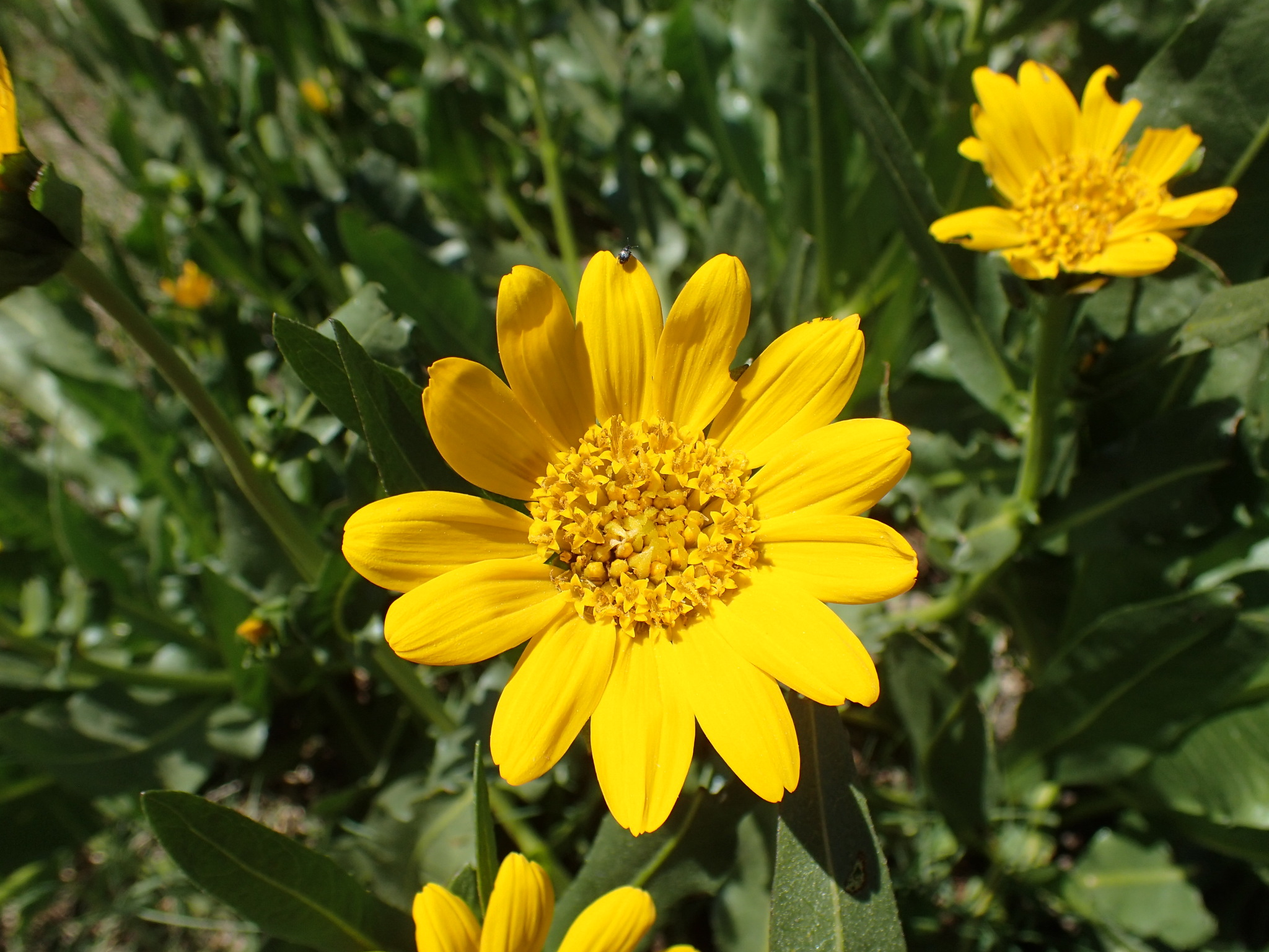 Wyethia longicaulis