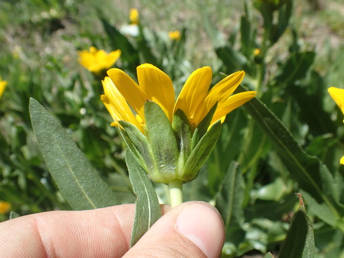 Image of Wyethia longicaulis by (c) Justin Paulin, some rights reserved (CC BY)