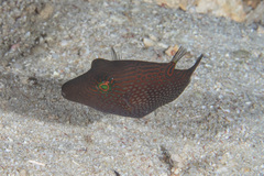 Canthigaster janthinoptera