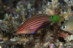 Pseudocheilinus hexataenia