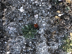 Dasymutilla magnifica