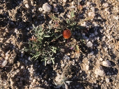 Dasymutilla magnifica