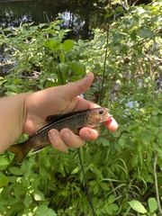 Salvelinus fontinalis image