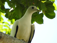 Torresian Imperial-Pigeon photo 1