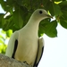 Torresian Imperial-Pigeon - Photo (c) Allan Lugg, some rights reserved (CC BY-NC), uploaded by Allan Lugg