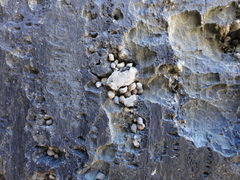 Melarhaphe neritoides