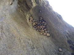 Melarhaphe neritoides