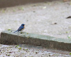Cyornis whitei