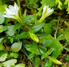 Gentiana flavomaculata