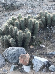 Echinocereus engelmannii