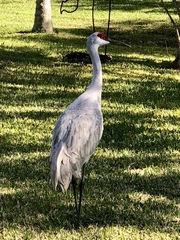 Grus canadensis image