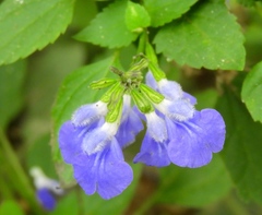 Salvia languidula