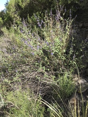 Salvia cuspidata