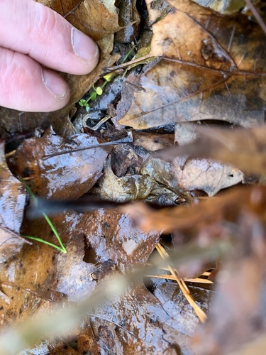 Plethodon dorsalis