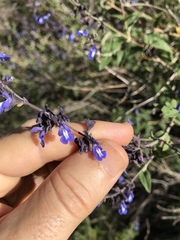 Salvia cuspidata