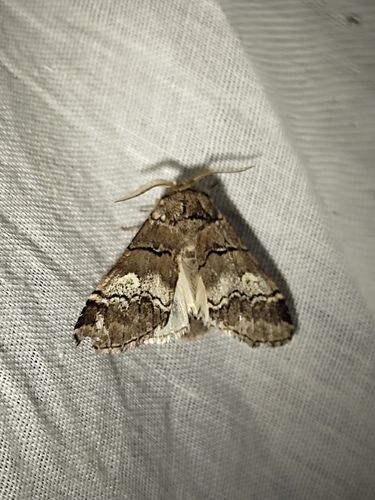 Drymonia querna