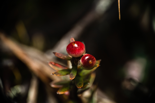 Acrothamnus suaveolens (Acrothamnus suaveolens)