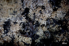 Sphaerophorus fragilis