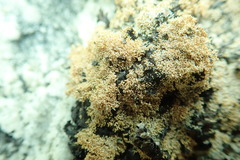 Sphaerophorus fragilis