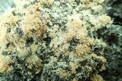 Sphaerophorus fragilis