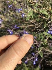 Salvia cuspidata