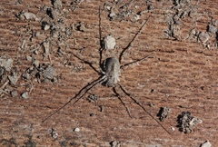 Protolophus singularis