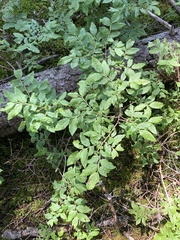 Vaccinium myrtilloides image