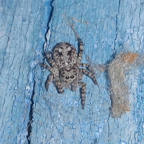 Attulus terebratus, Федяево, Рязанская обл., Россия, 391565, photo 4 of 10