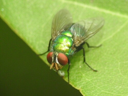 Lucilia eximia (Wiedemann, 1819)