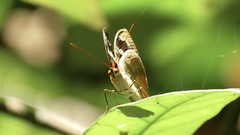 Aterica rabena