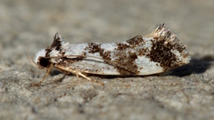 Machetis aphrobola