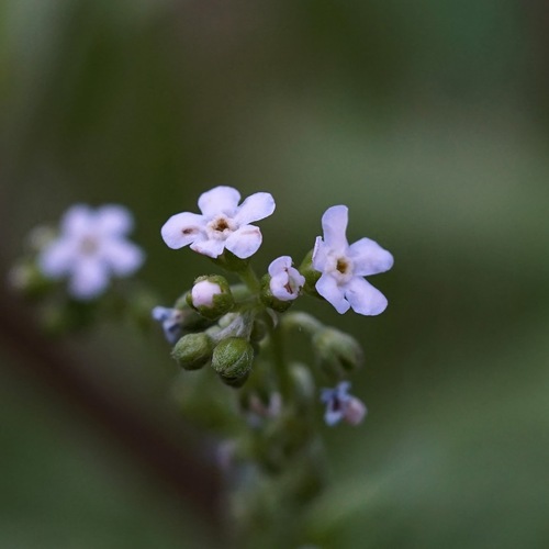 Image of Hackelia pinetorum by (c) Andrew Tree, some rights reserved (CC BY)