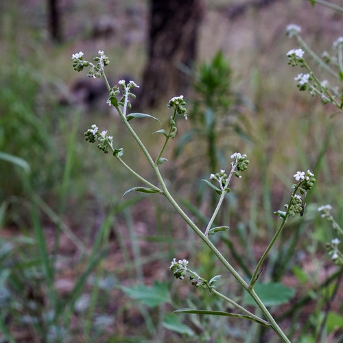 Image of Hackelia pinetorum by (c) Andrew Tree, some rights reserved (CC BY)