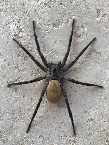 Califorctenus cacachilensis
