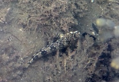 Bellapiscis lesleyae