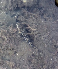 Bellapiscis lesleyae