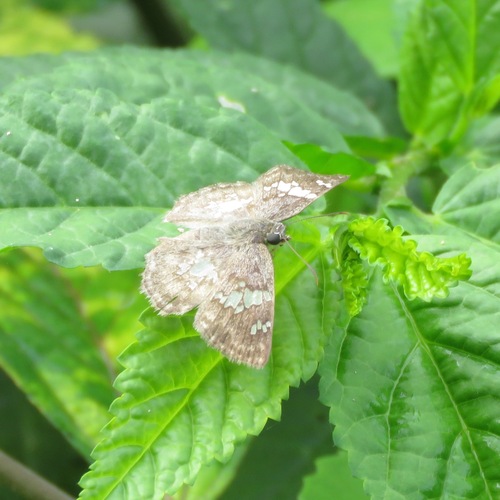 Glassy-winged Skipper (Xenophanes tryxus)